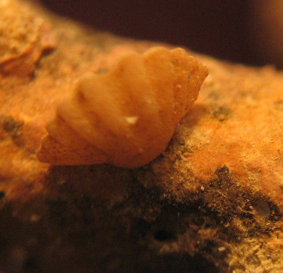 Megathyris detruncata (Gmelin, 1790)